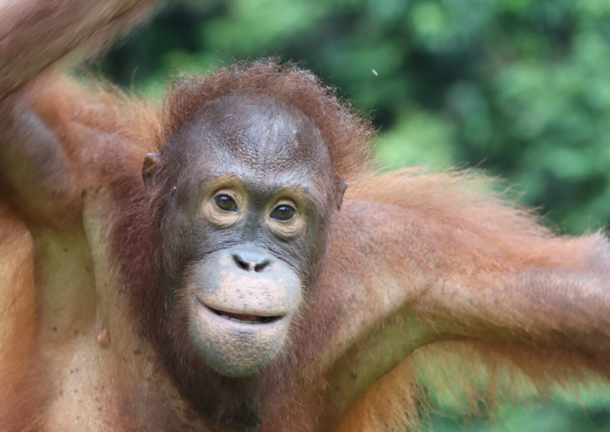 Orangutan named Koko standing with arms in the air looking at the camrea.