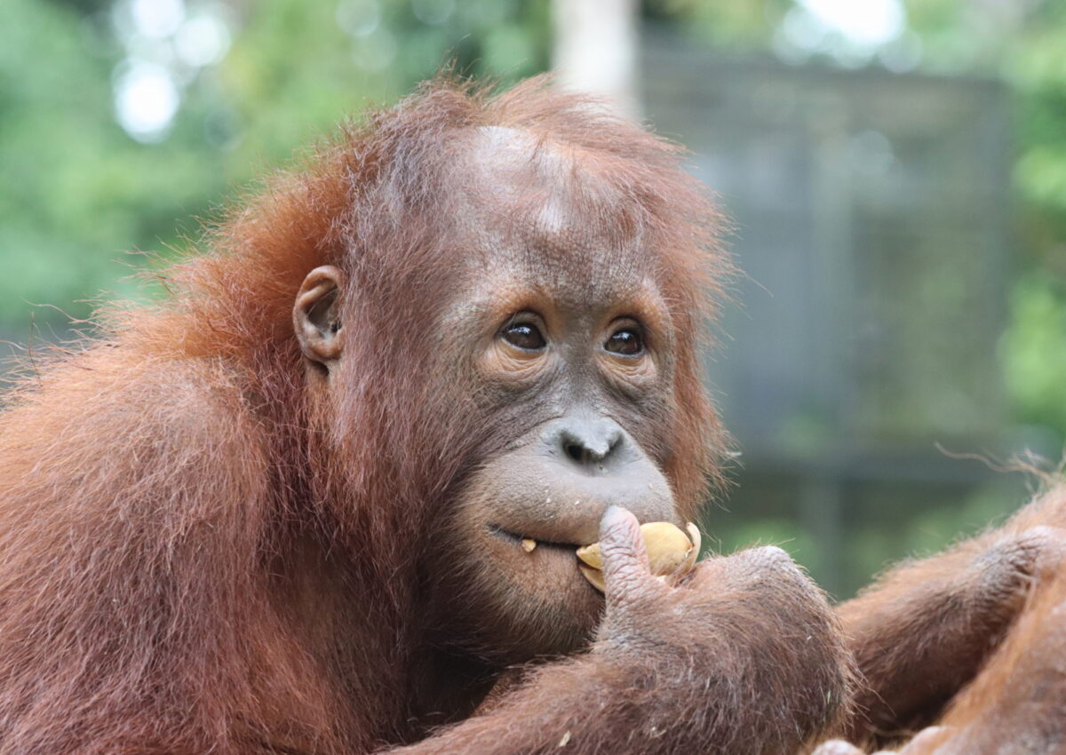 Orangutan named Joss at Sepilok eating fruit.