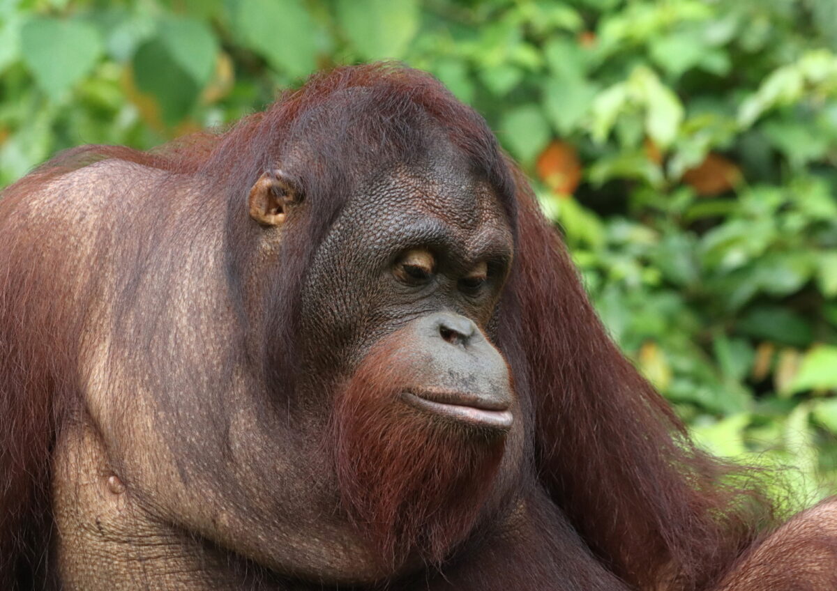 Bidu-Bidu