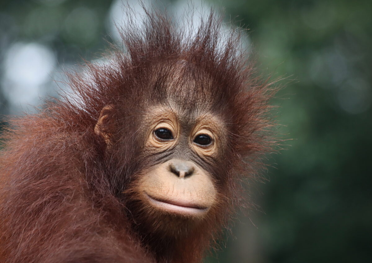 Young female orangutan named Hujan looking into the camrea.