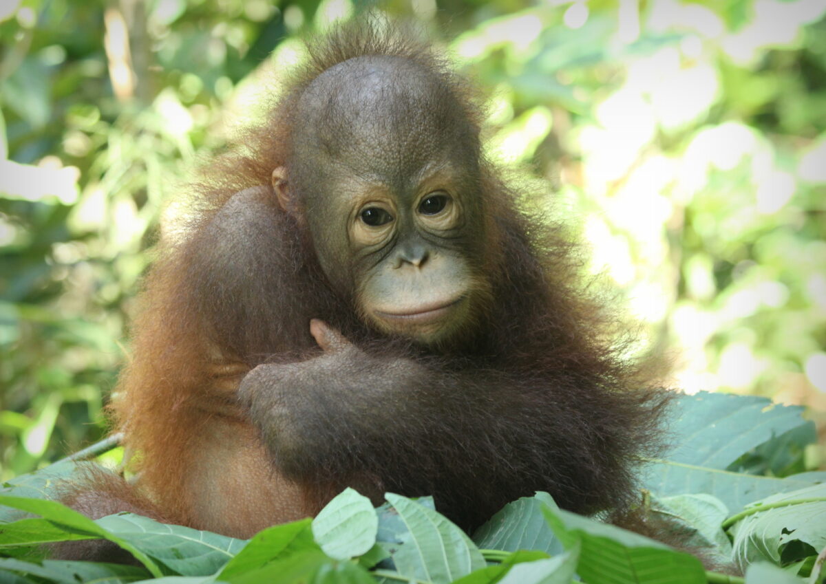 Nami, 18 months old