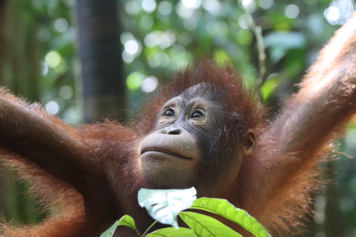 Hujan leaf forest Datuk Jafry