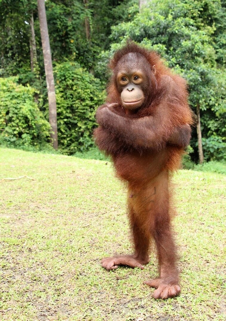Archie Standing Tall Orangutan Appeal UK