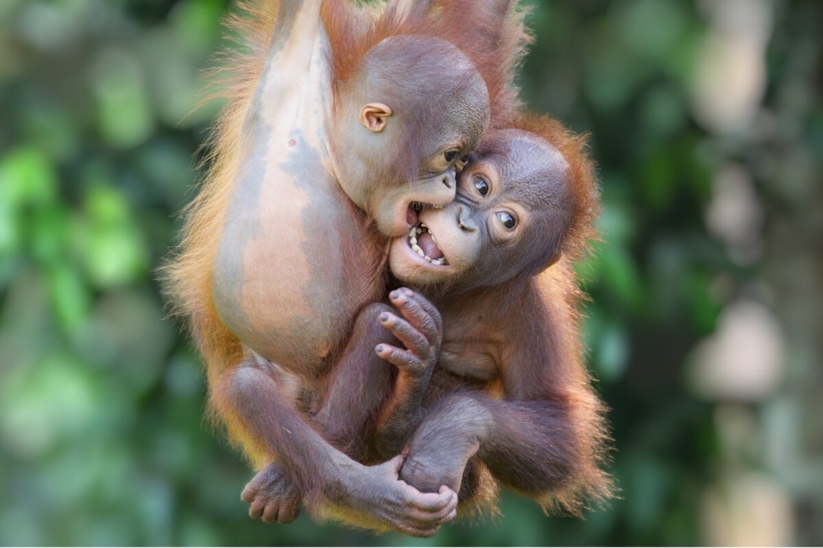 Baby orangutans playing