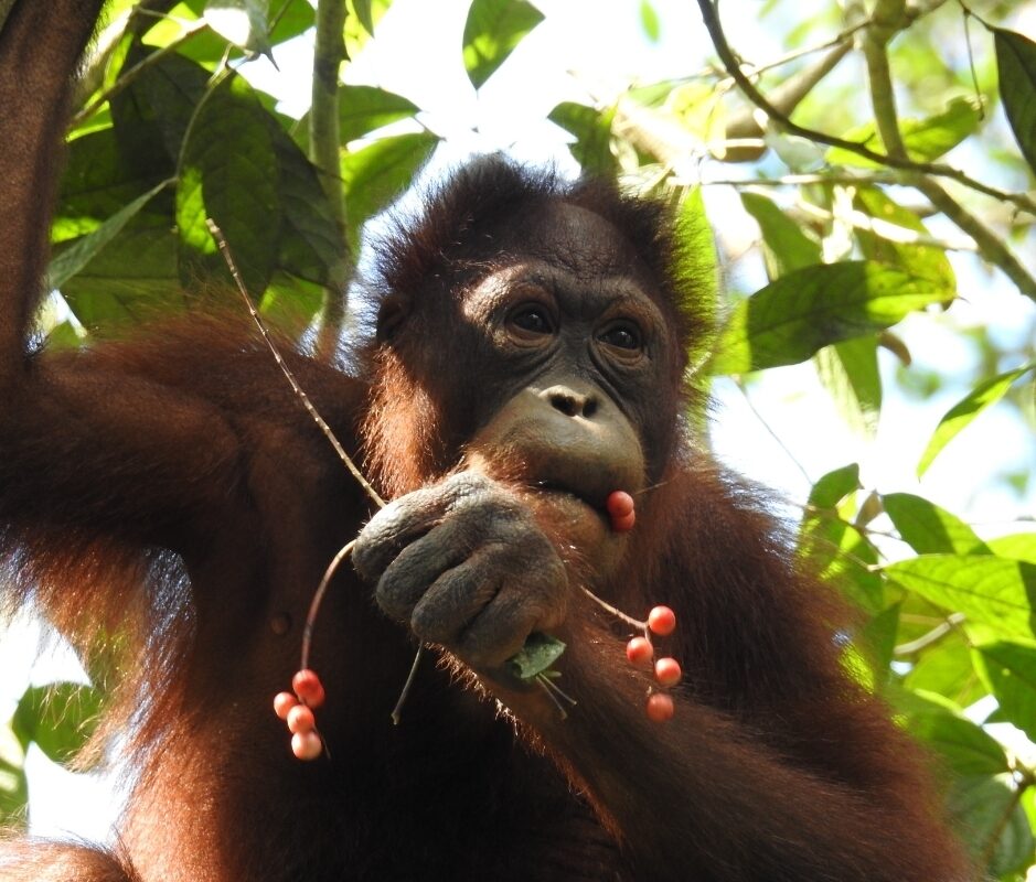 Beryl eating berries