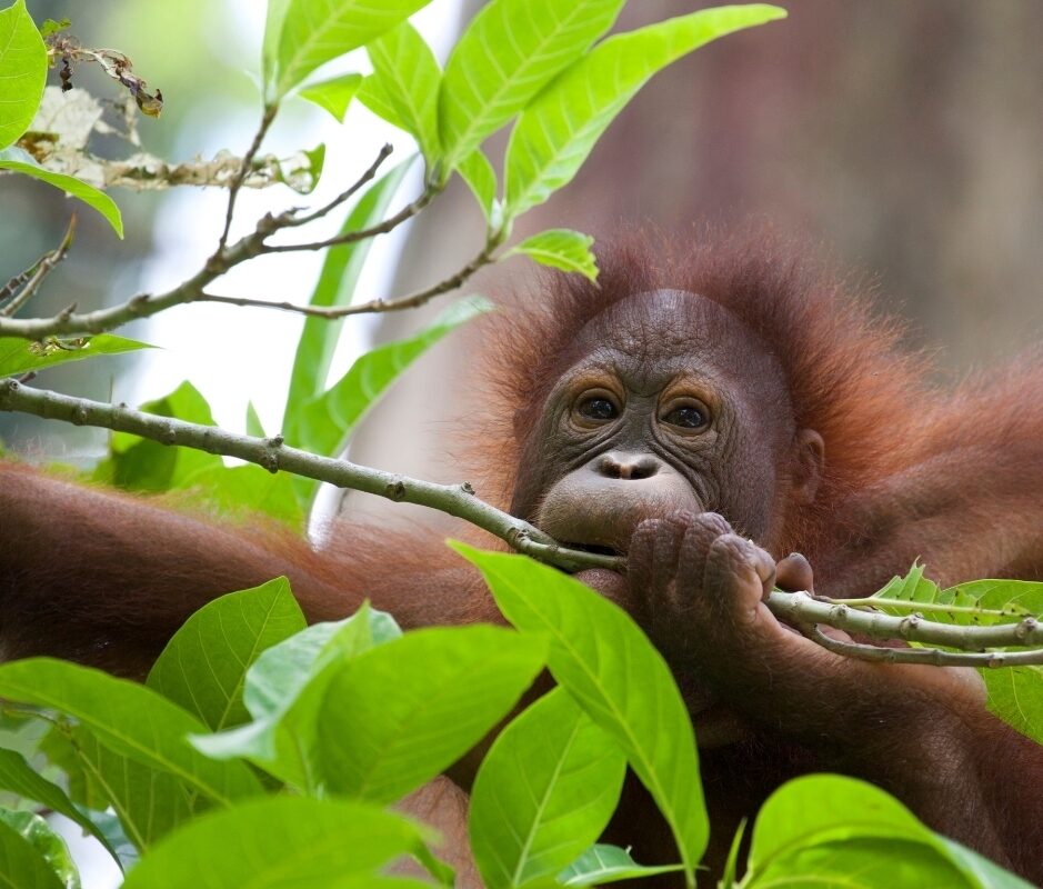 Beryl eating leaves