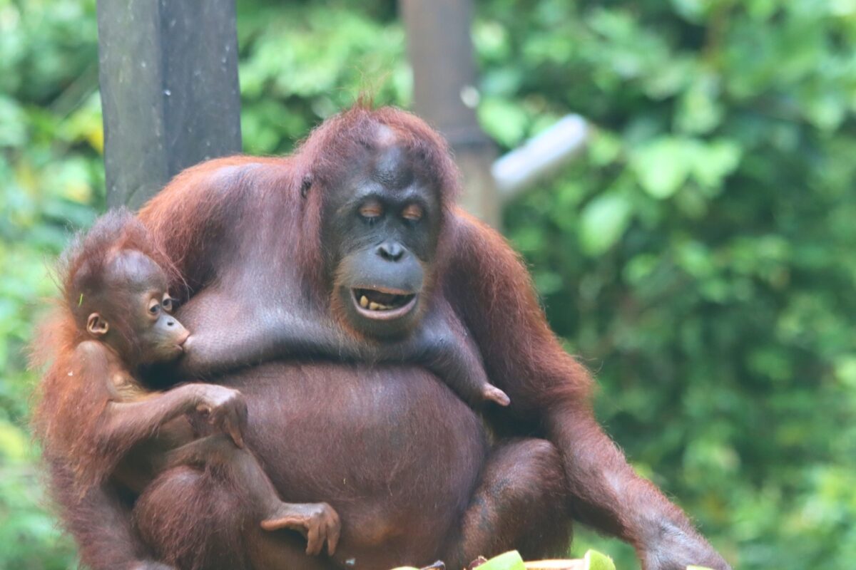 Breastfeeding orangutan