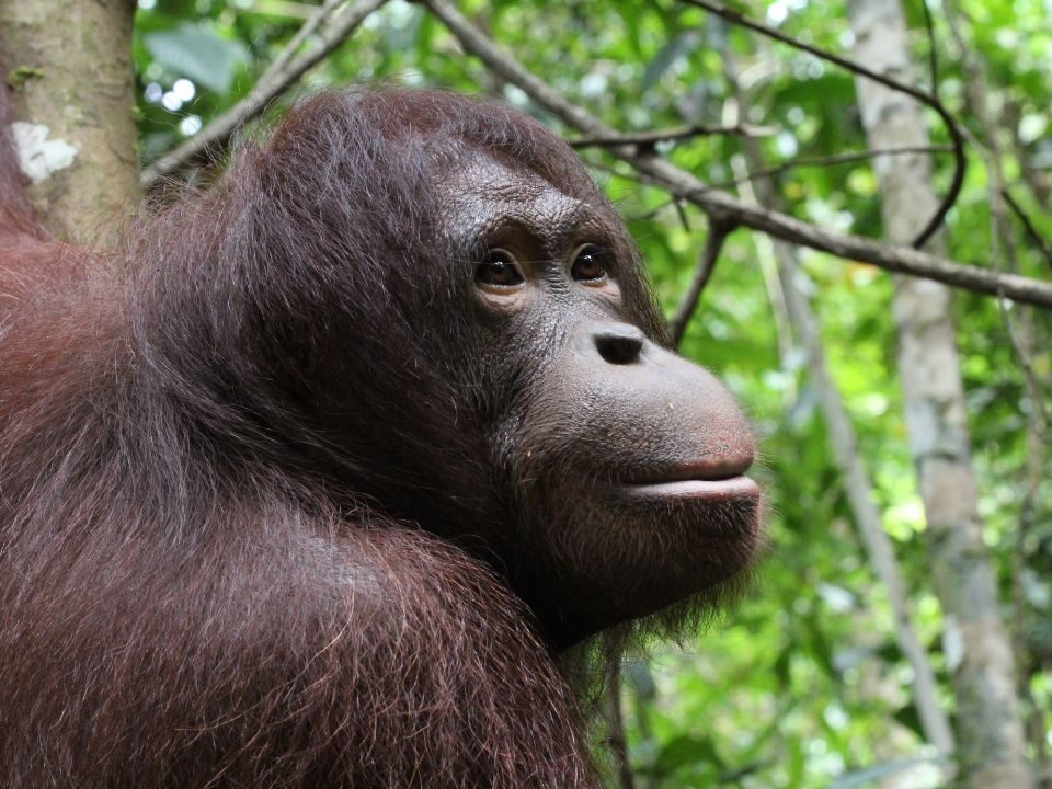 Eyos at Tabin Wildlife Reserve after reintroduction