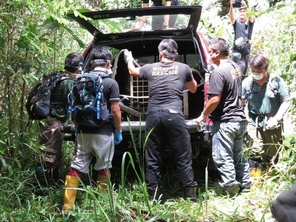 Team members preparing to move orangutans from Sepilok to Tabin Wildlife Reserve.
