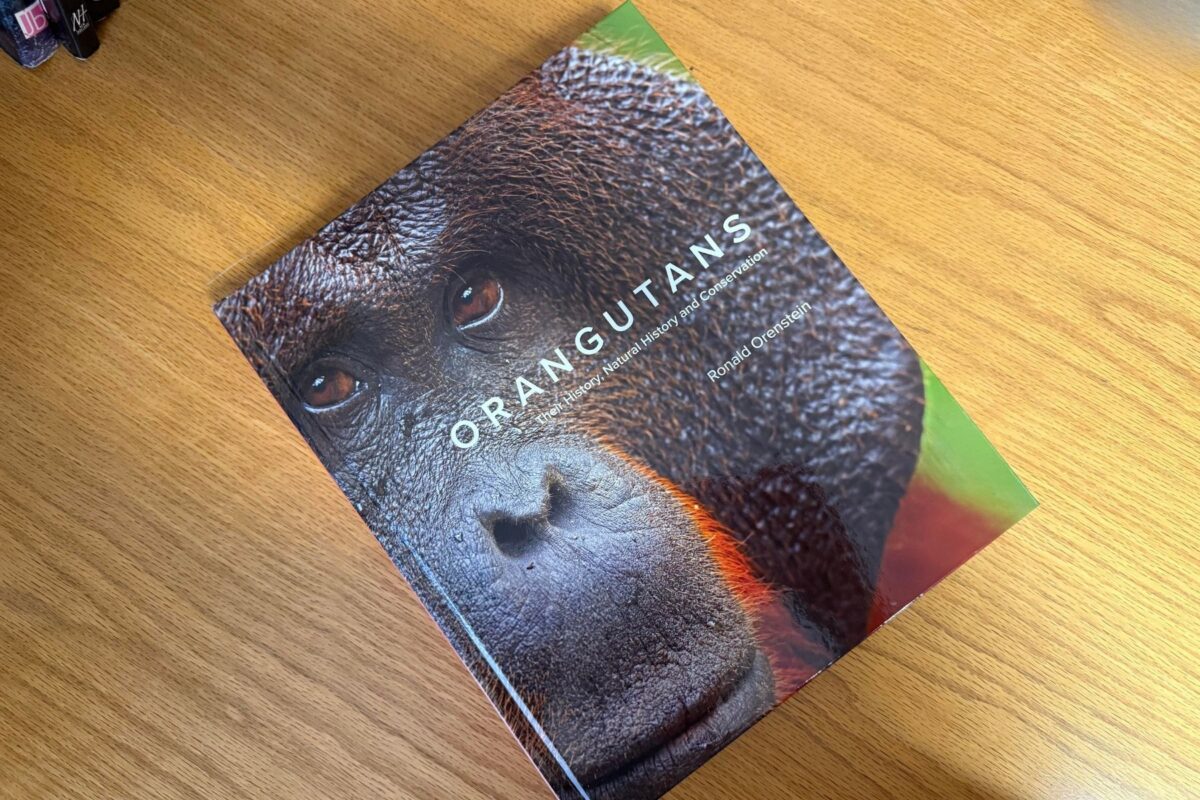 Orangutans by Ronald Orenstein
