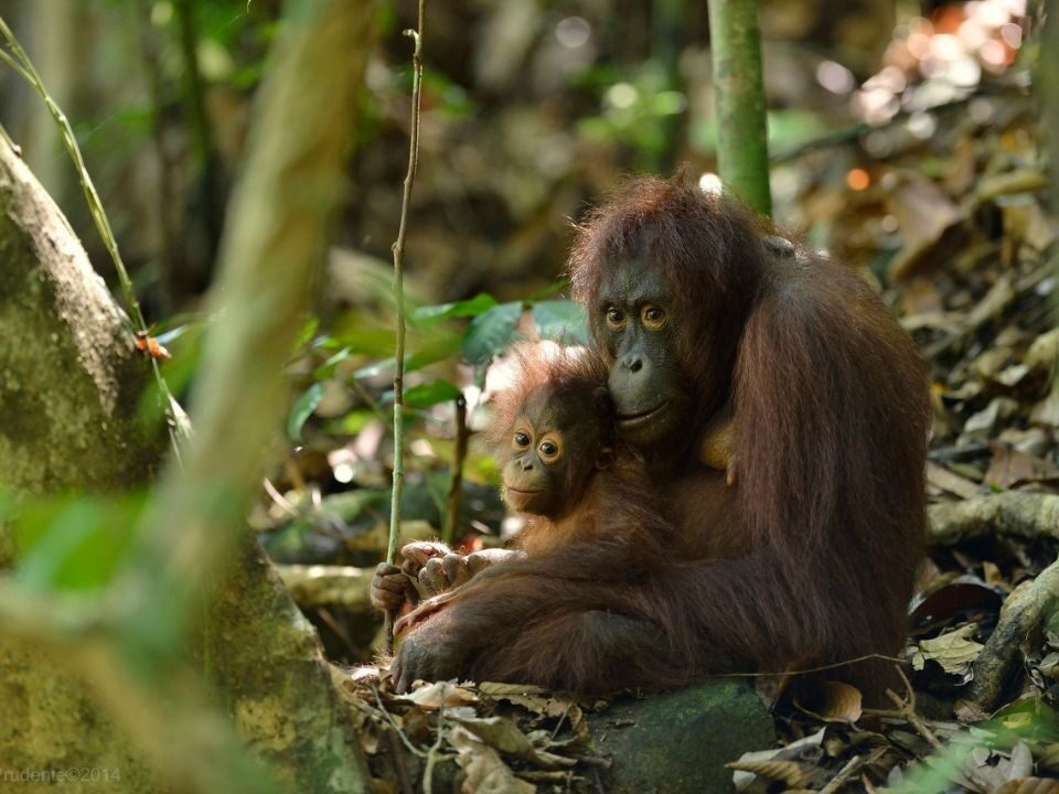Otan sitting in the forest with her infant