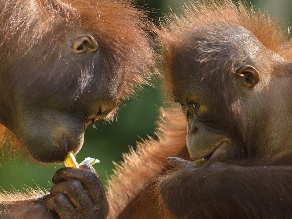 Research Roundup images for website 1