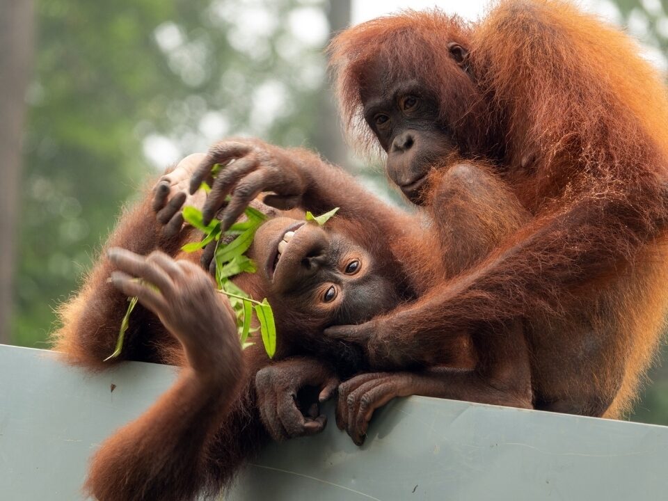 Research Roundup images for website