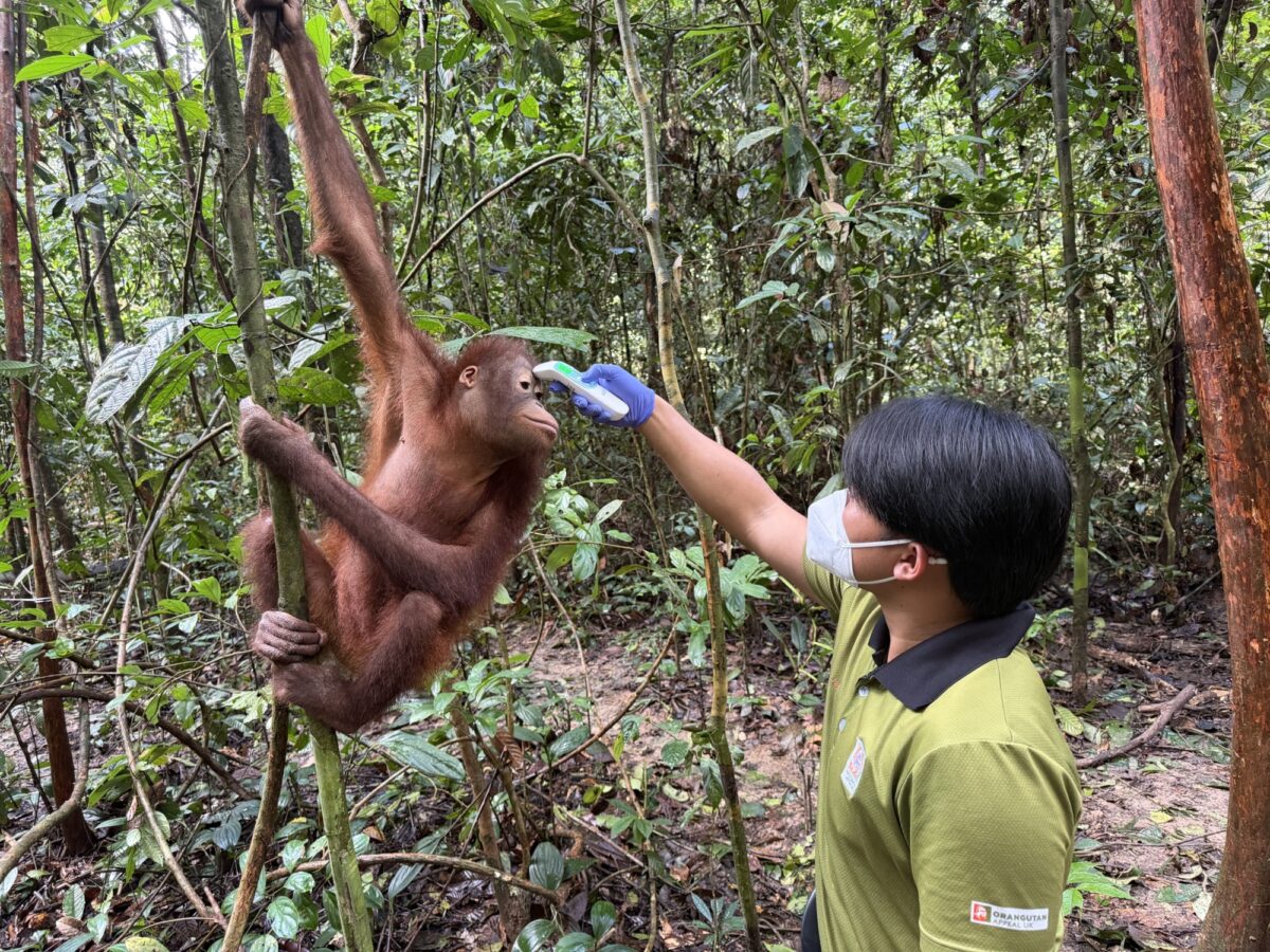 Wildlife Veterinarian at work