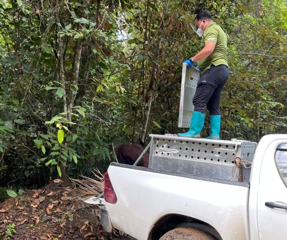 Truck in rescue of orangutan