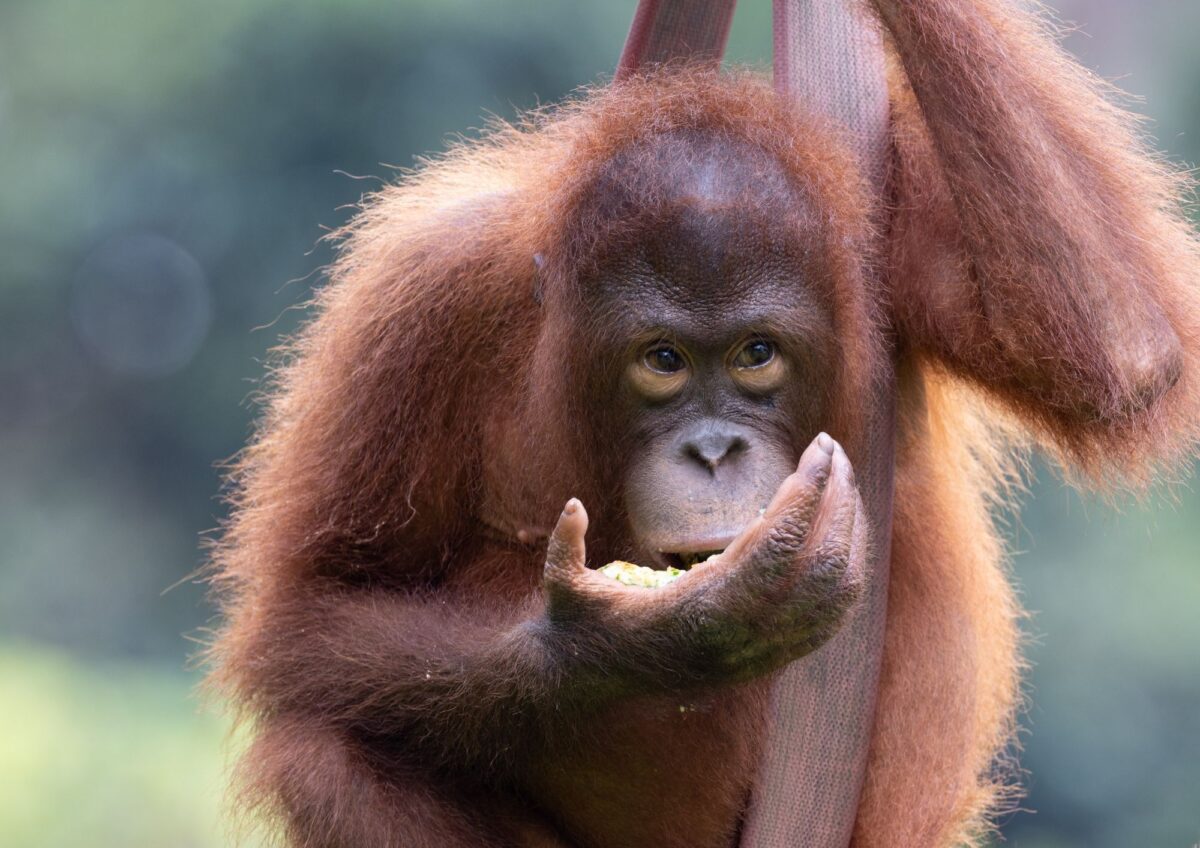 Five ways you can help orangutans | Orangutan Appeal UK