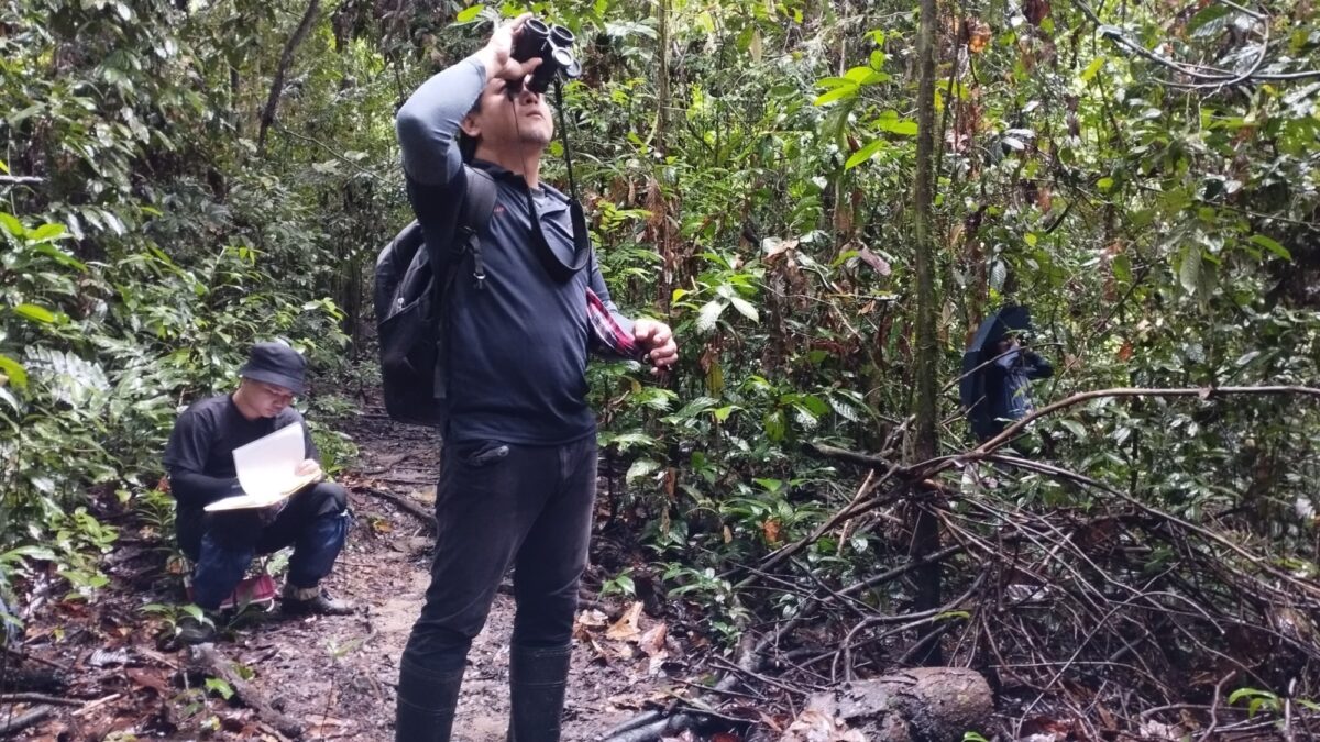 Sepilok team in Danum Valley tracking orangutans