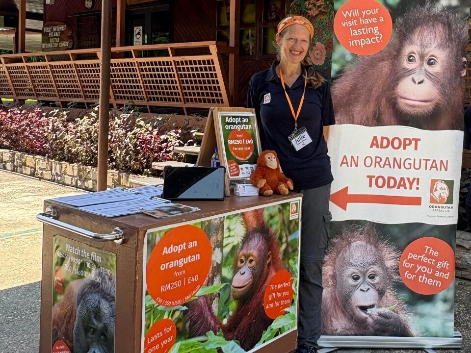 Liaison Officer standing by the side of a stand outside in the sun, at Sepilok Orangutan Rehabilitation Centre, with an orangutan soft toy, adoption packs, and a large “Adopt Today” banner showing orangutan images and text promoting the symbolic adoption scheme