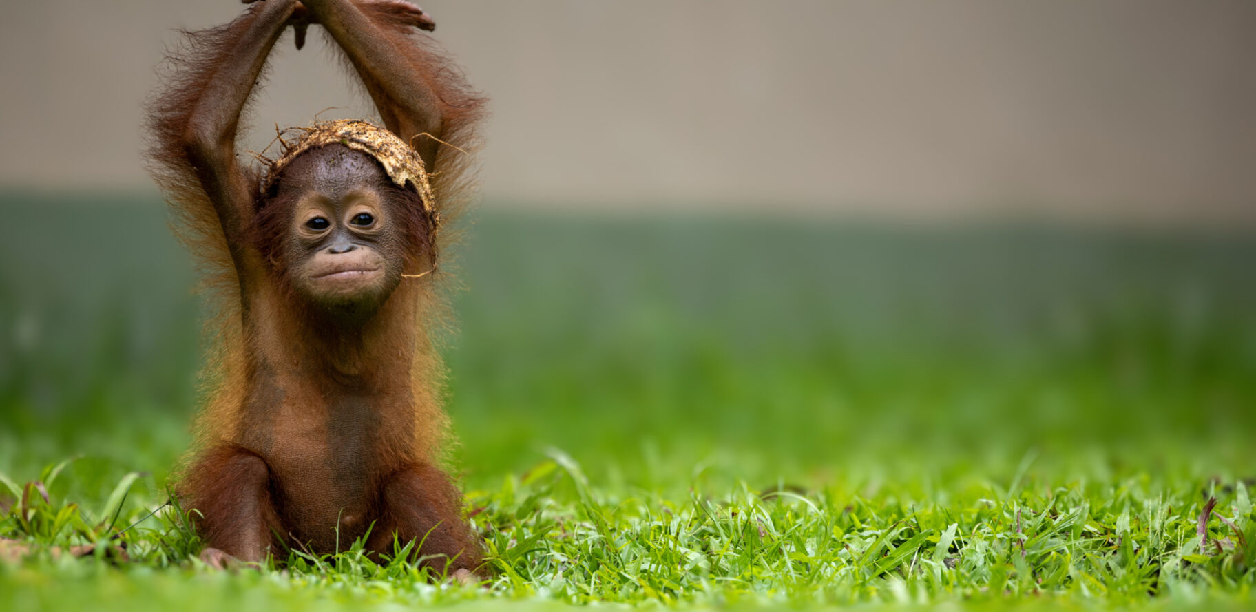 04 2025 Baby Gwyn on grass hands in the air leaf on head