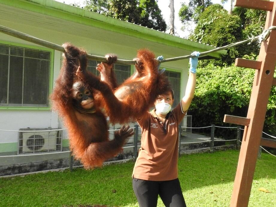 Vet Nurse Ibri teaching baby orangutans how to climb on the ropes at indoor nursery, Sepilok Orangutan Rehabilitation Centre