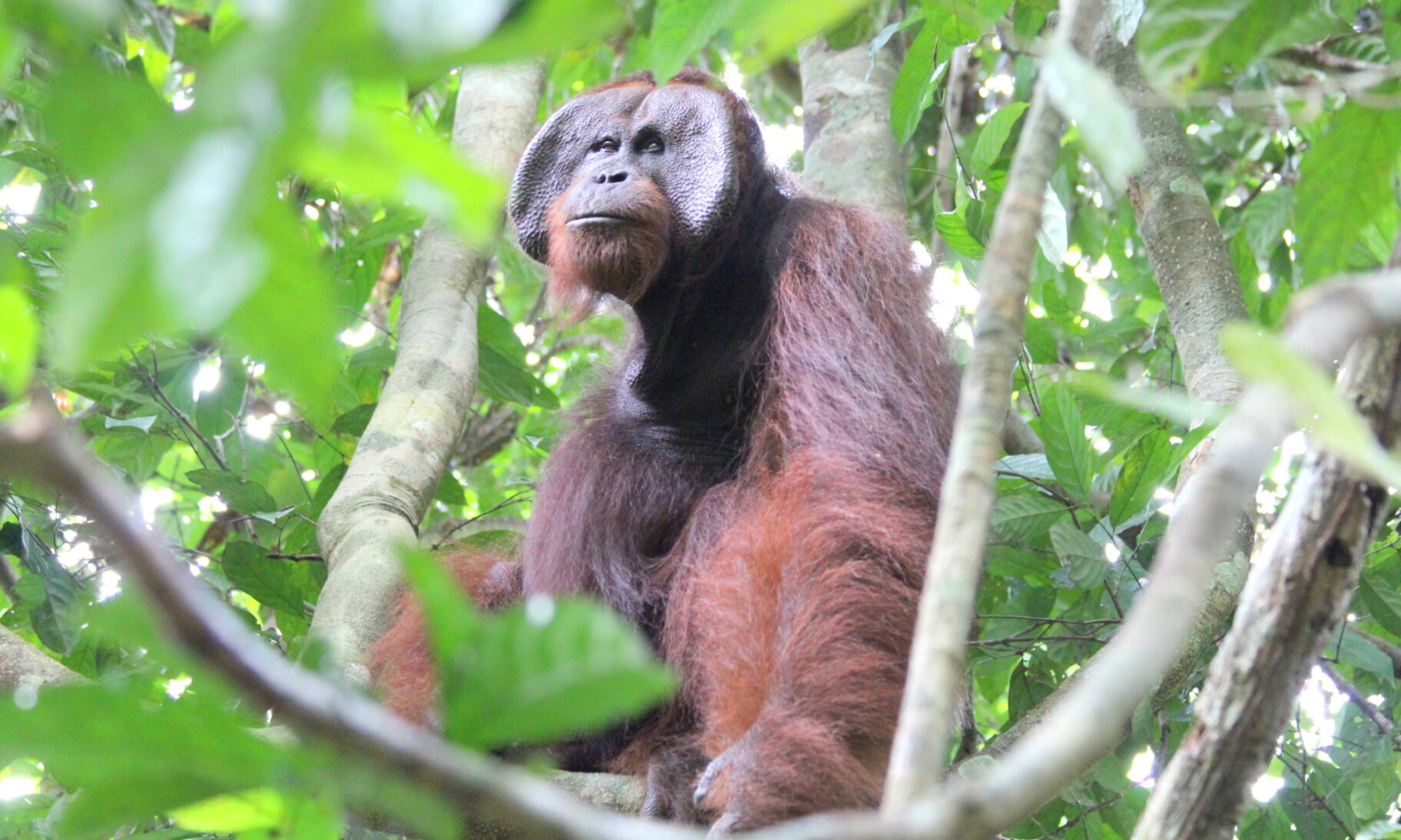 Yokmal a dominant male orangutan at Sepilok Orangutan Rehabilitation Centre