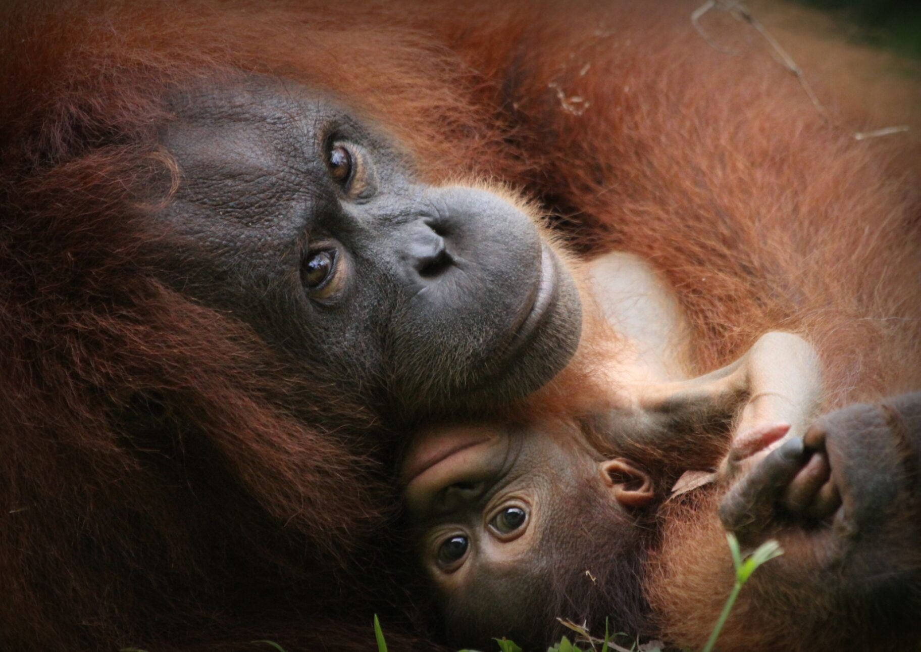 Female orangutan with her baby at Sepilok Orangutan Rehabilitation Centre