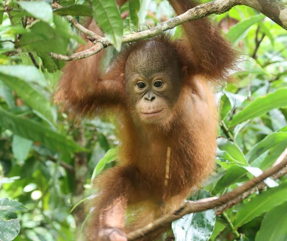 Young female orangutan named 'Agop'