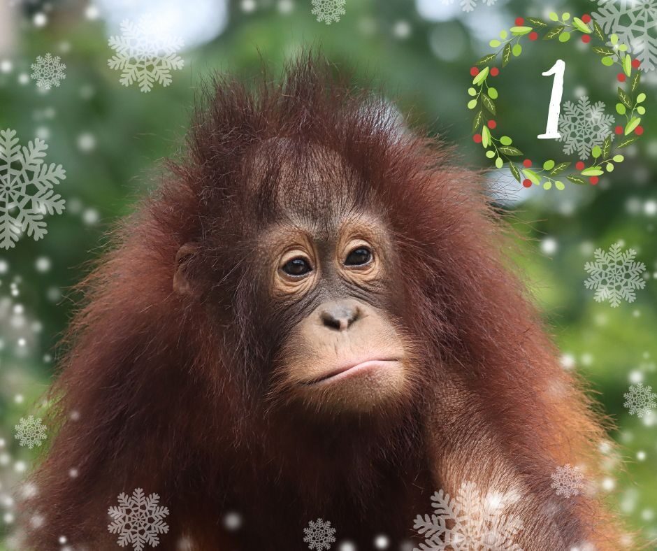 Photo of Hujan the orangutan with graphics of snow and the number 1 over layed on the photo