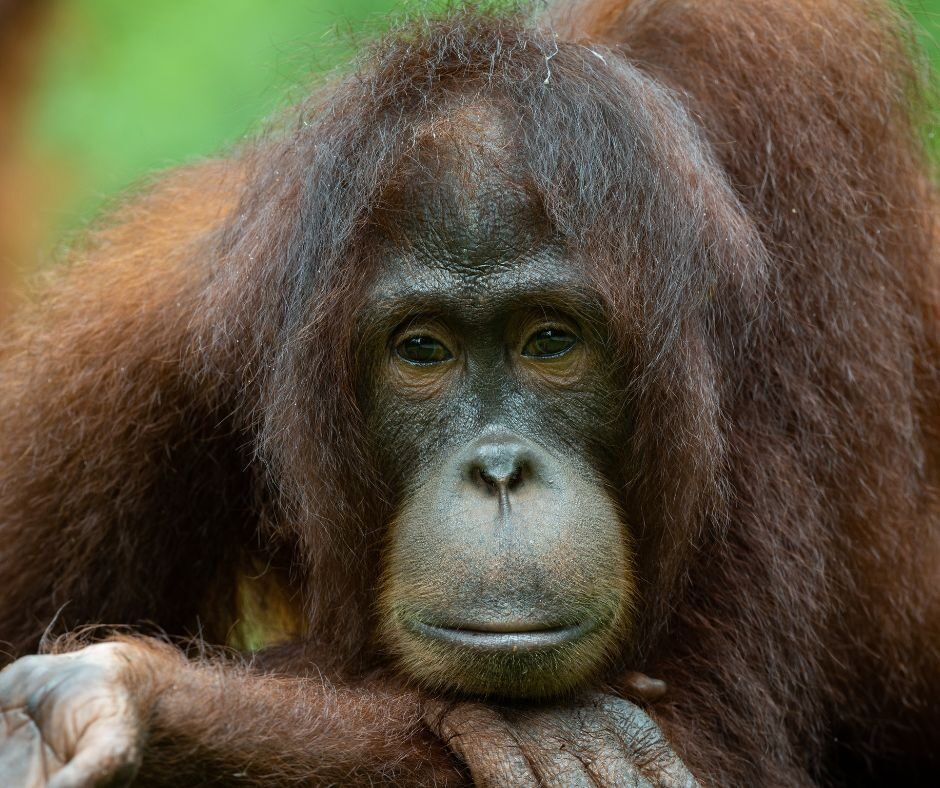 Orangutan at sepilok Orangutan Appeal UK
