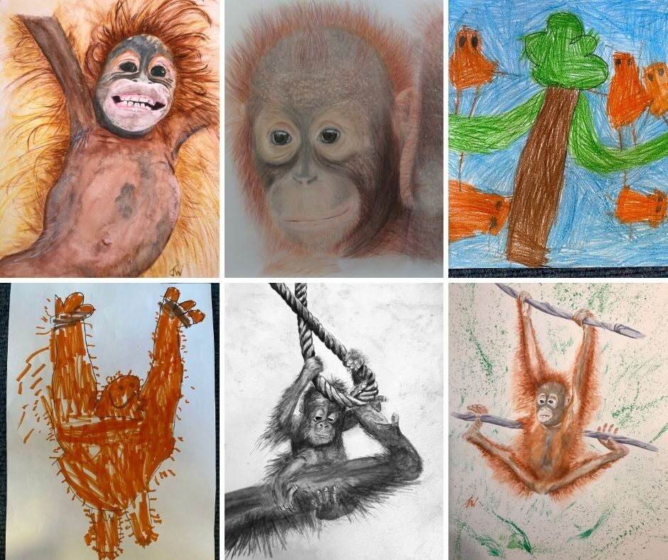 Orangutan drawings