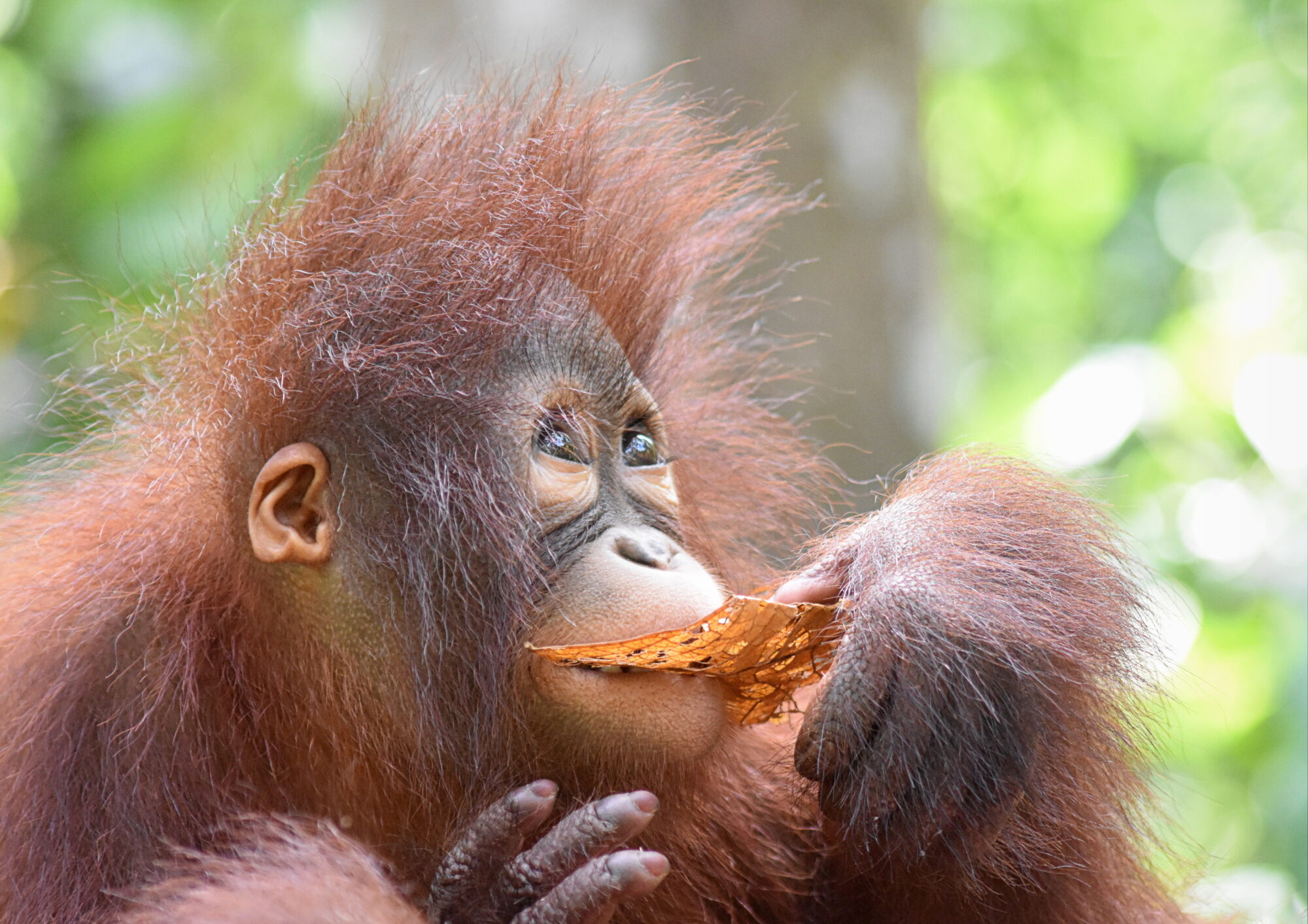 Young female orangutan eating a orange leaf.