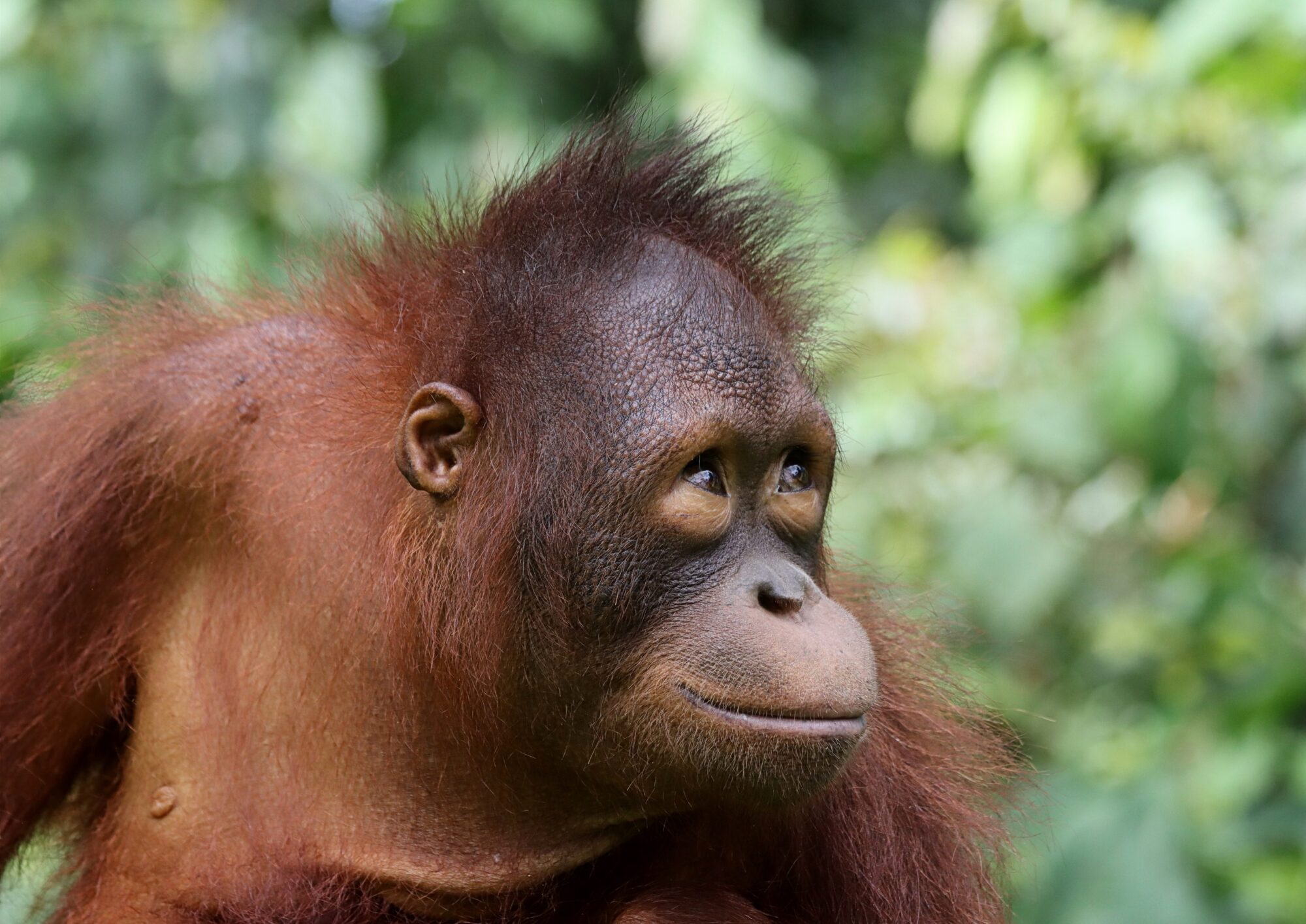 Archie n Always Watching