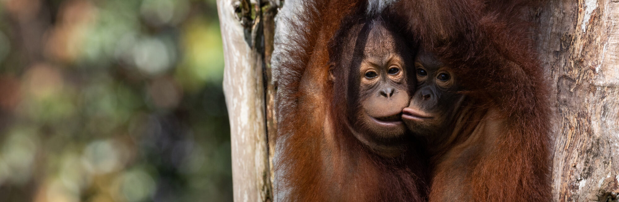 Copy of Website Banner Image Template 5