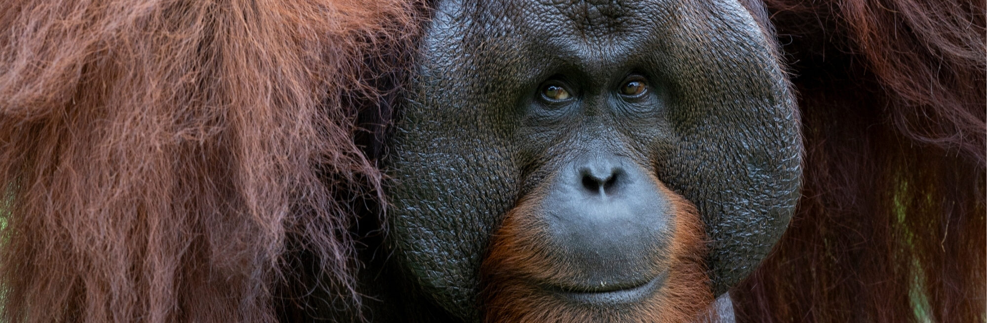 Copy of Website Banner Image Template 6