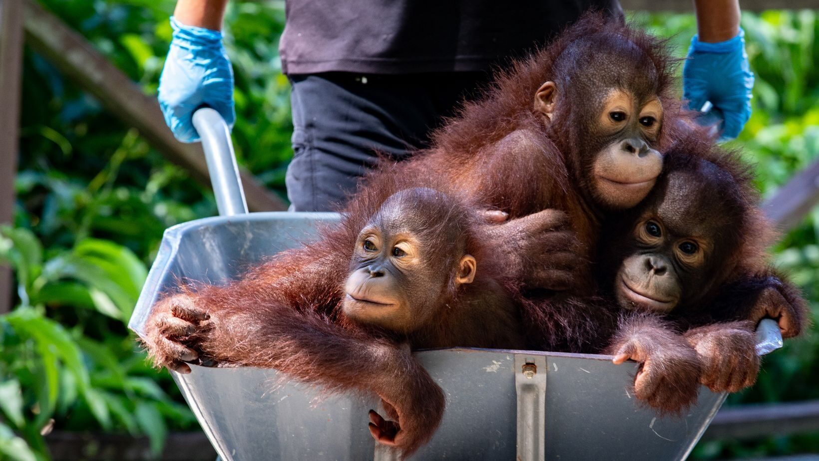 Three orangutans in a wheelbarrow.