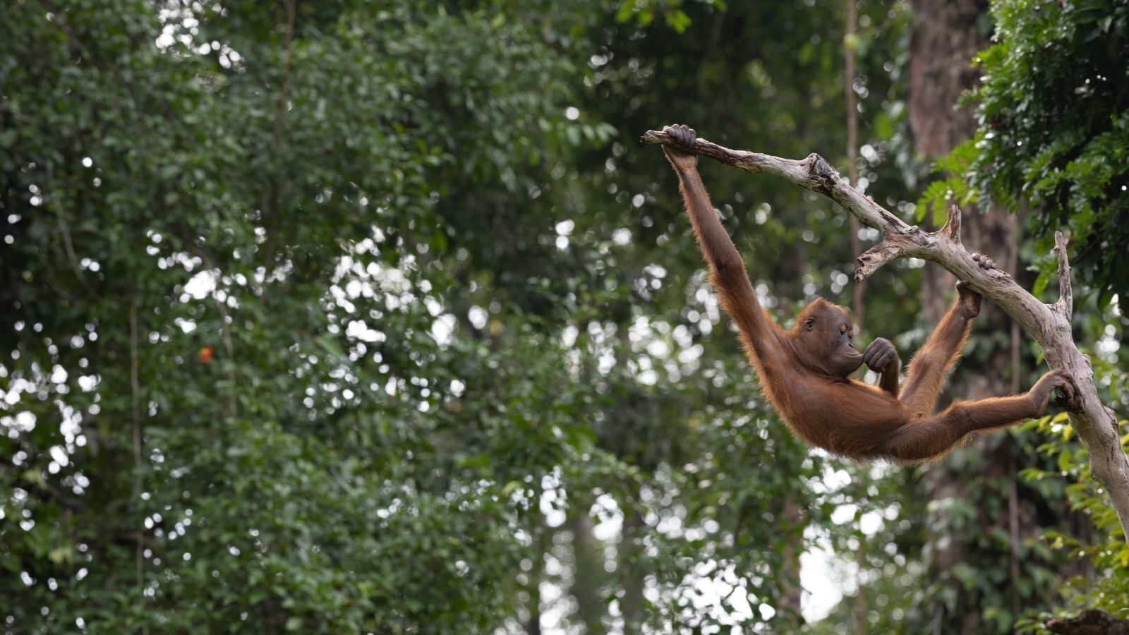 Untitled design 43 2024 11 22 150929 vafp 2024 11 22 150942 wste