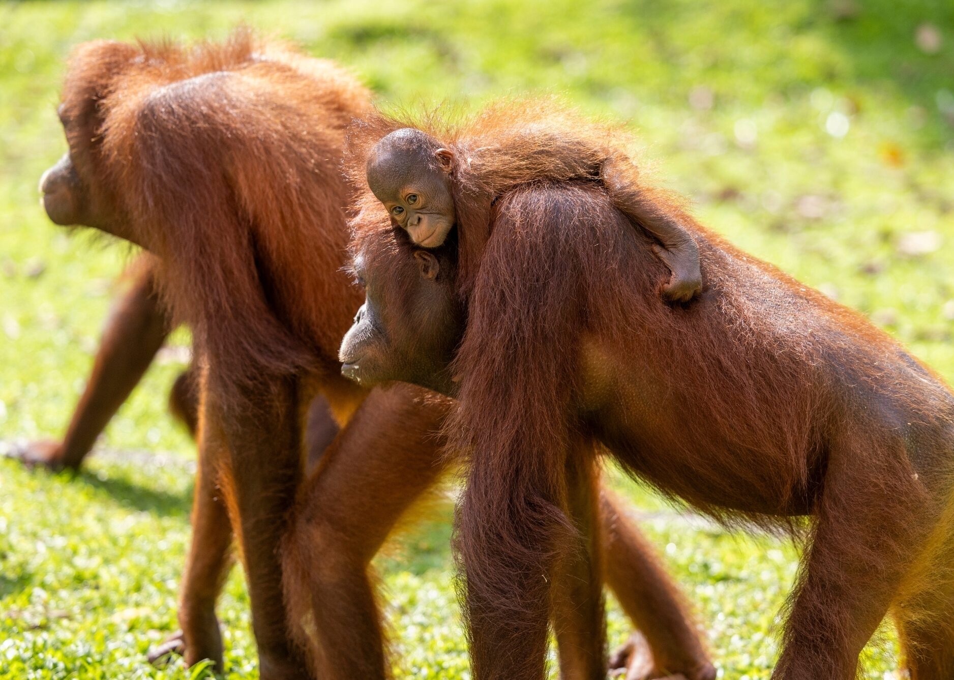 Mother and baby orangutan at Sepilok Rehabilitation Centre – Professional volunteering and career opportunities with Orangutan Appeal UK