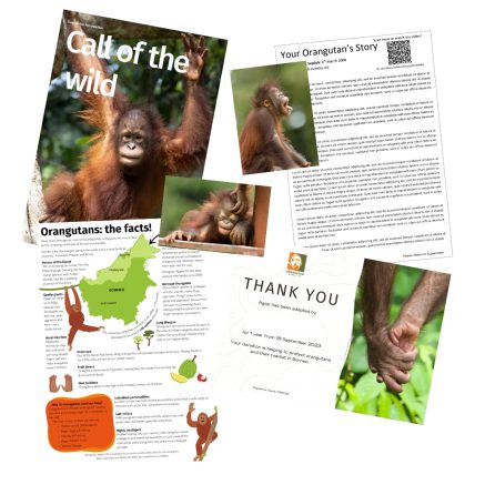 Adoption Pack Contents - newsletter, fact sheet, adoption certificate, your adopted orangutans story and two photos.