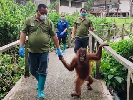 Welcome to Orangutan Appeal UK | Orangutan Appeal UK