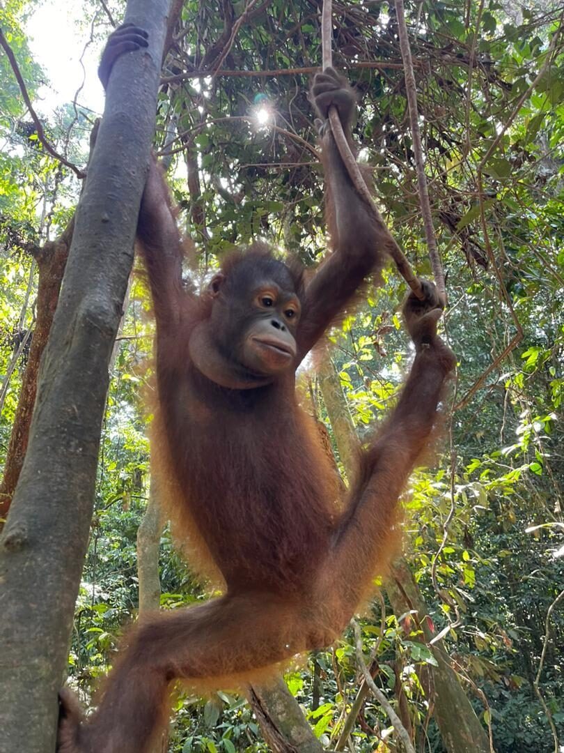 30 07 25 Oyo at Belian Jungle Gym Whats App