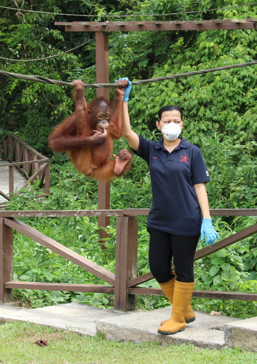 Orangutan on a rope with vet staff member holding on to the rope next to them.