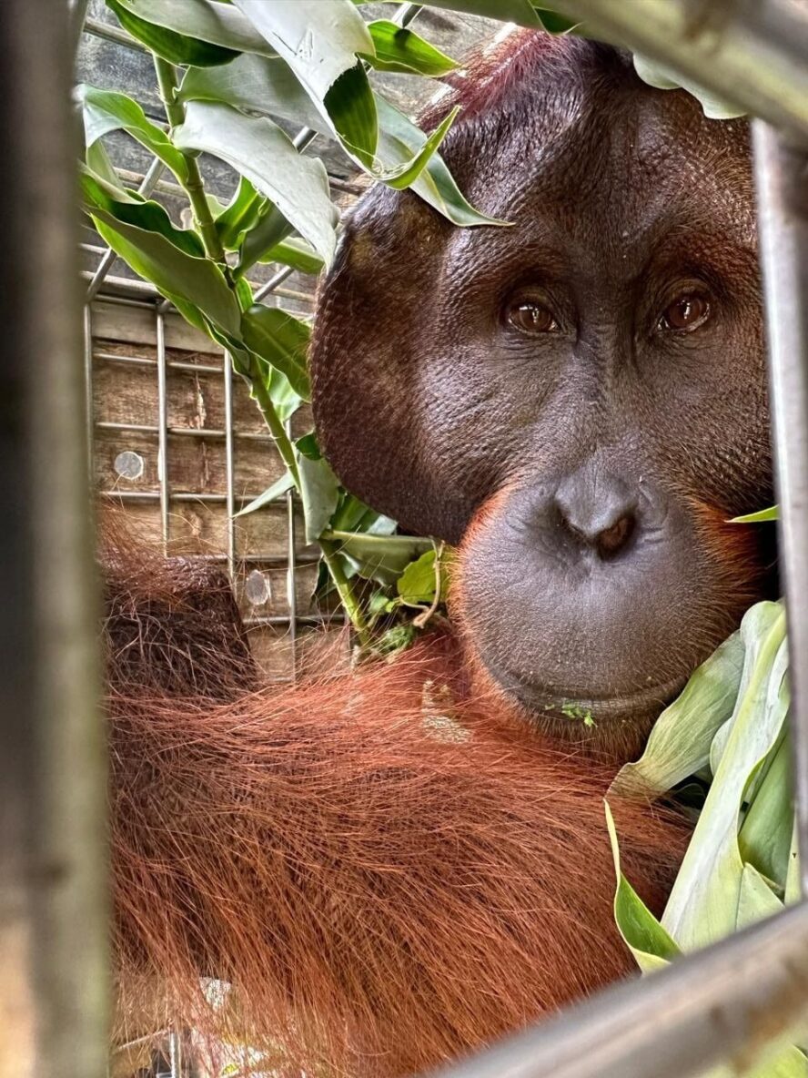 Adult male orangutan in a moving crate surrounded by leaves looking towards camera through the metal bars of the crate