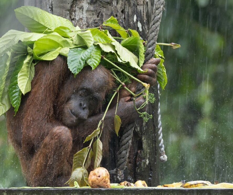 A female orangutan using leaves to protect herself from the rain.
