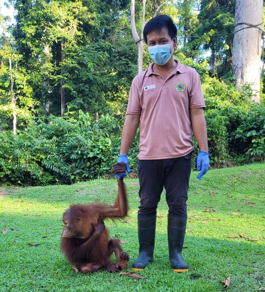 Care staff team member holding an orangutan's hand
