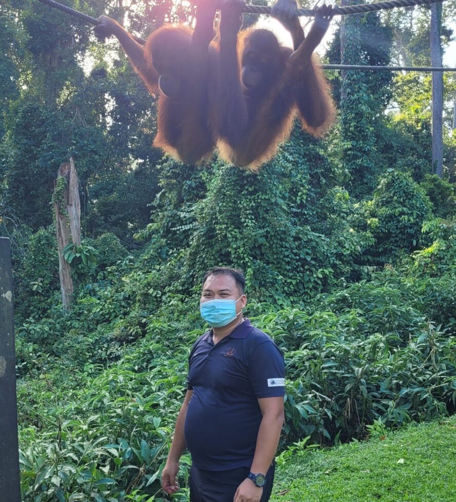 Supervisor Lineker with orangutans on ropes above him.