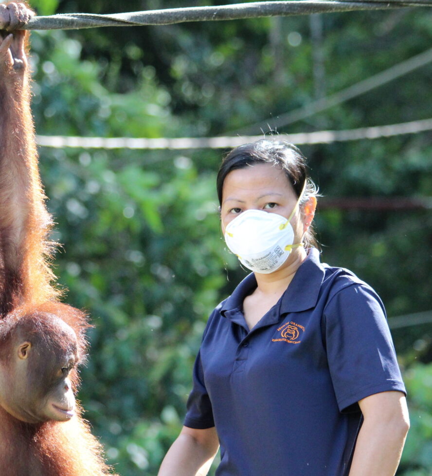Ibri next to a orangutan