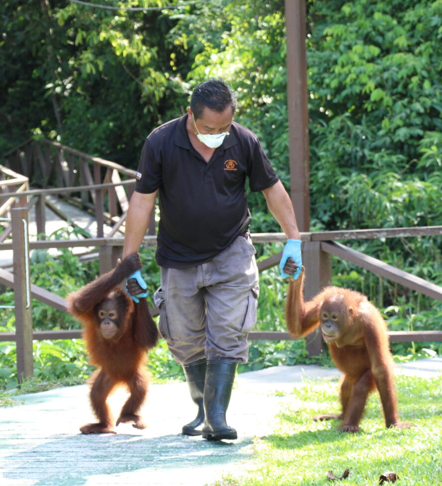Sylvester with orangutans
