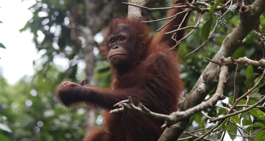 Infant orangutan in a tree