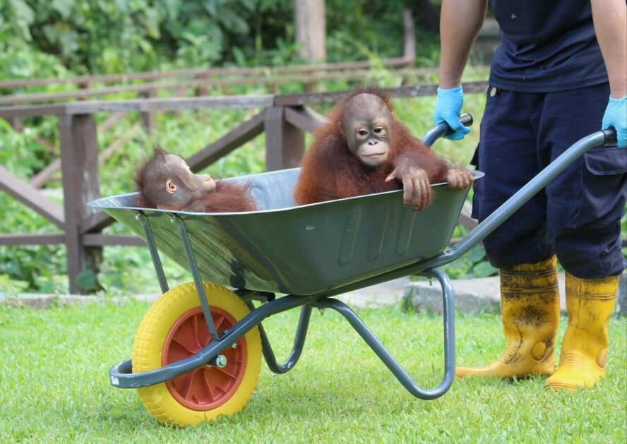 Two infant orangutans in a wheelbarrow.