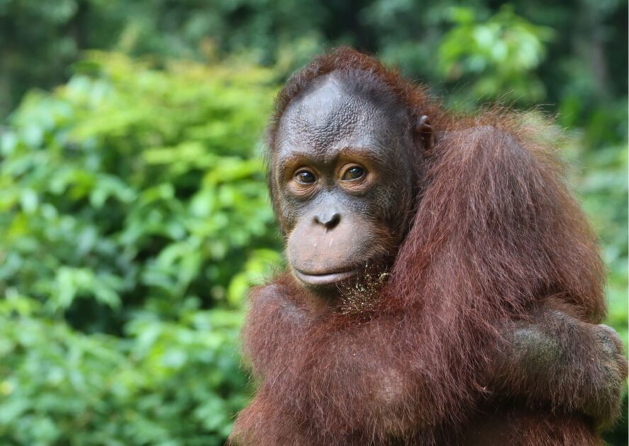 Adult Male Bornean orangutan in the rainforest